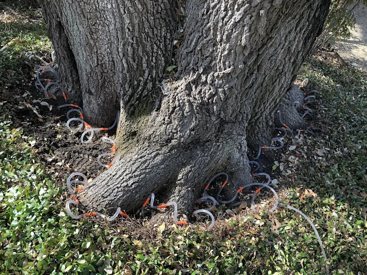 Detailed Tree Cabling and Bracing job site in Slaughters