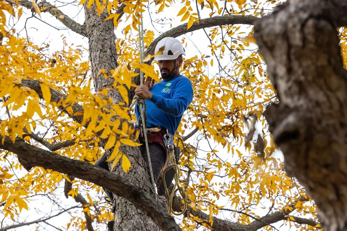 Skilled Storm Damage Cleanup crew working in Slaughters